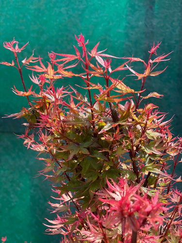 Acer palmatum 'Kuro hime' Dwarf Japanese Maple